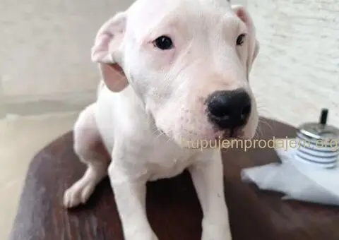 Dogo argentino štenci - 8/11