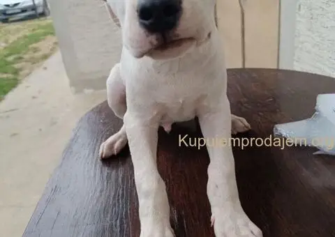 Dogo argentino štenci - 9/11