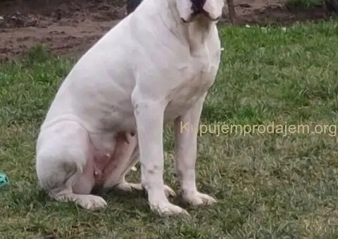 Dogo argentino štenci - 10/11