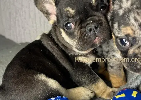 Francuski Buldog stenci egzoticnih boja - 3/8