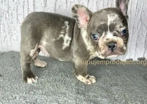 Francuski Buldog stenci egzoticnih boja - 7/8