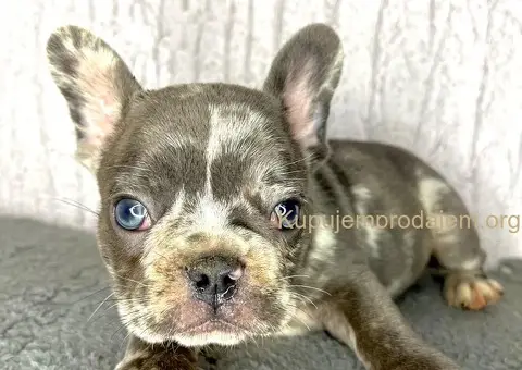 Francuski Buldog stenci egzoticnih boja - 8/8