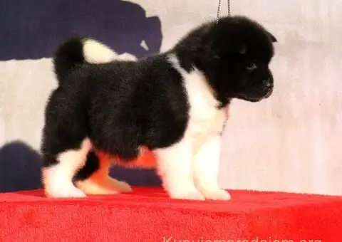 Americka akita stenci - 1/5