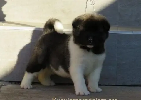 Americka akita stenci - 2/5