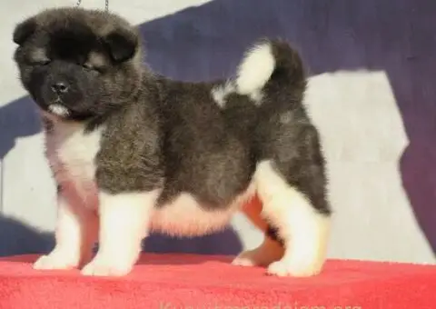 Americka akita stenci - 3/5