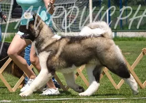 Americka akita stenci - 4/5