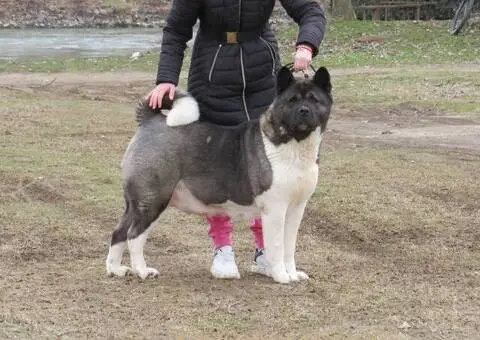 Americka akita stenci - 5/5