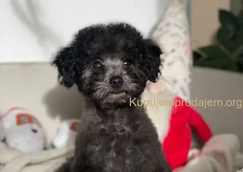 Patuljaste sive pudle - 1/4