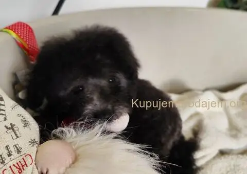 Patuljaste sive pudle - 2/4