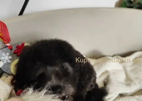 Patuljaste sive pudle - 3/4