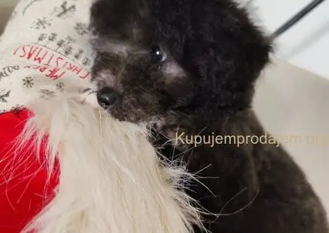 Patuljaste sive pudle - 4/4