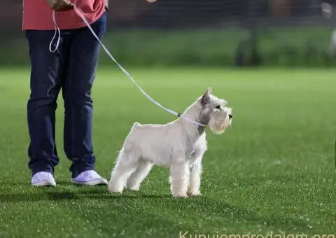 Odgajivacnica PATULJASTIH SNAUCERA Belih - 9/12