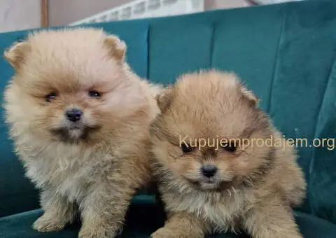 BOO teddy bear pomeranci spremni su za preuzimanje - 1/6