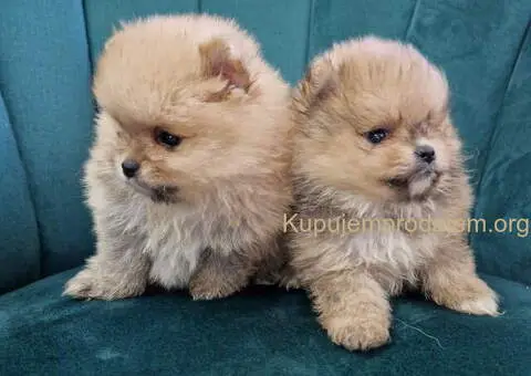 BOO teddy bear pomeranci spremni su za preuzimanje - 2/6