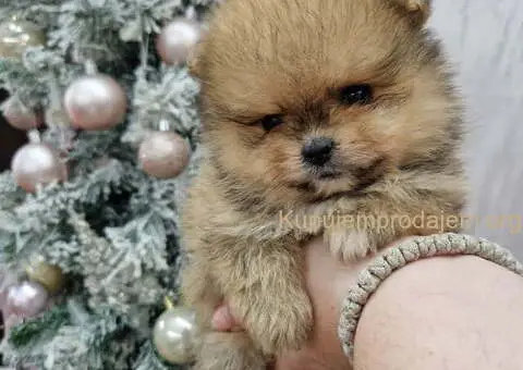 BOO teddy bear pomeranci spremni su za preuzimanje - 3/6