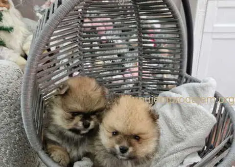 BOO teddy bear pomeranci spremni su za preuzimanje - 4/6