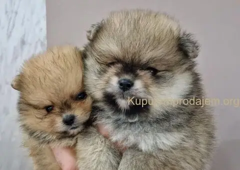 BOO teddy bear pomeranci spremni su za preuzimanje - 5/6