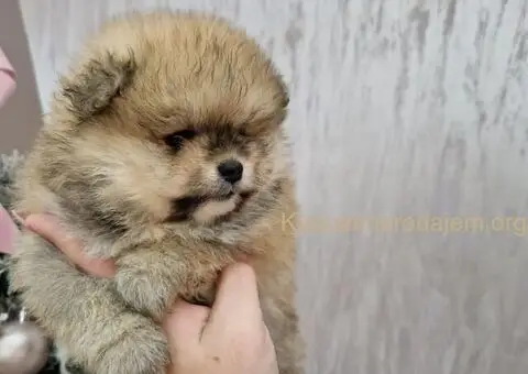 BOO teddy bear pomeranci spremni su za preuzimanje - 6/6