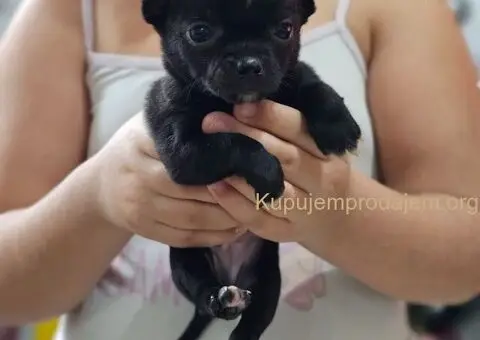 Mikro CIVAVE - 10/11