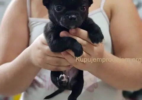 Mikro CIVAVE - 11/11