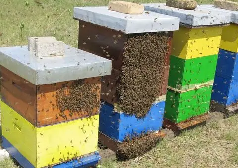 Med od Bagrema, Lipe, Livadski i med od Uljane Repice - 4/8