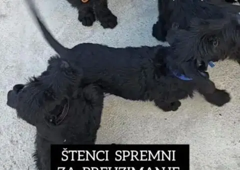 Veliki Crni Snaucer stenci - 5/12