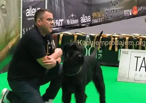 Veliki Crni Snaucer stenci - 11/12