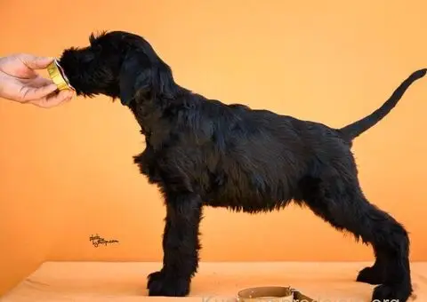 Veliki Crni Snaucer stenci - 12/12