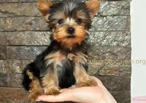 Jorkširski terijer (mini) - 2/10
