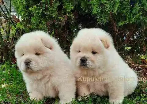 Chow Chow cau cau - 1/4