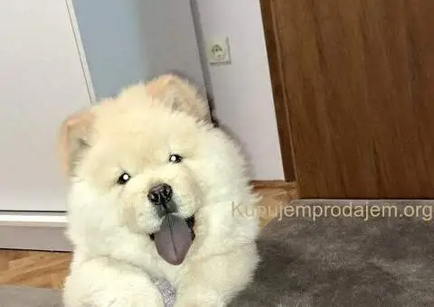 Chow Chow cau cau - 2/4