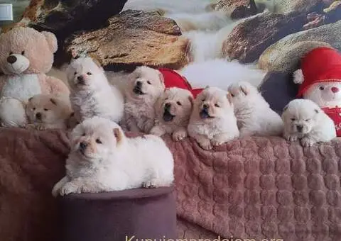 Chow Chow cau cau - 3/4