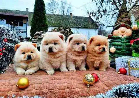 Chow Chow cau cau - 4/4