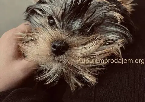Prodaja Jorksirskih terijera - 3/4