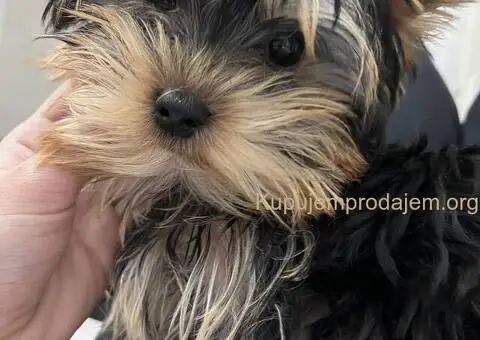 Prodaja Jorksirskih terijera - 4/4