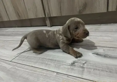 Isabel merle i Isabel jaze patuljasti - 1/13