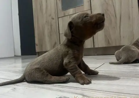 Isabel merle i Isabel jaze patuljasti - 2/13