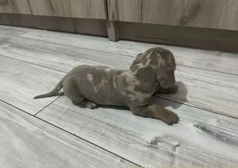 Isabel merle i Isabel jaze patuljasti - 3/13