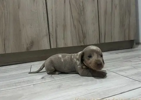 Isabel merle i Isabel jaze patuljasti - 4/13