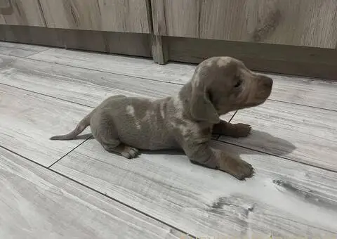 Isabel merle i Isabel jaze patuljasti - 5/13