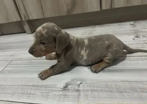 Isabel merle i Isabel jaze patuljasti - 6/13