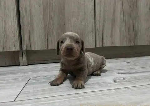 Isabel merle i Isabel jaze patuljasti - 7/13