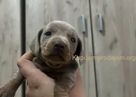 Isabel merle i Isabel jaze patuljasti - 8/13