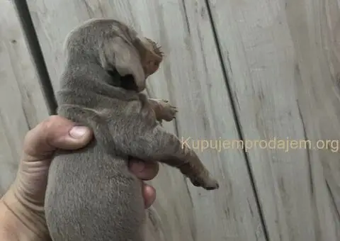 Isabel merle i Isabel jaze patuljasti - 9/13