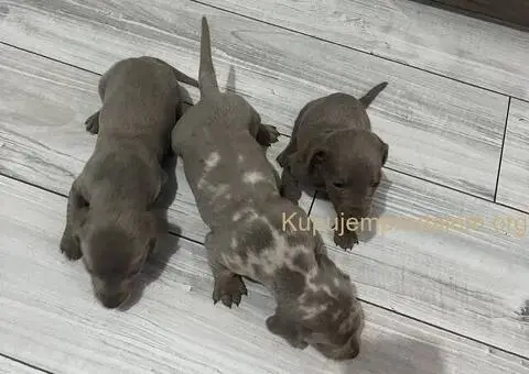 Isabel merle i Isabel jaze patuljasti - 10/13