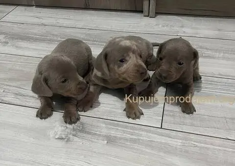 Isabel merle i Isabel jaze patuljasti - 11/13