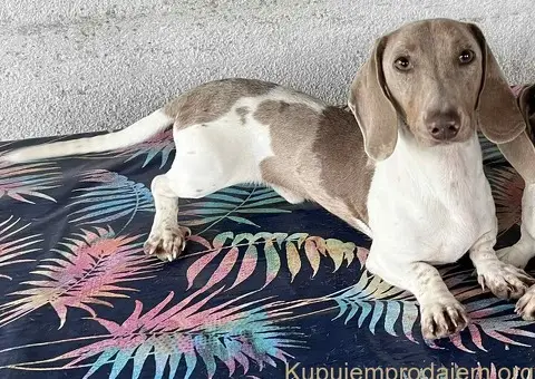 Isabel merle i Isabel jaze patuljasti - 12/13