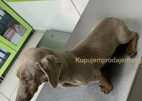 Isabel merle i Isabel jaze patuljasti - 13/13