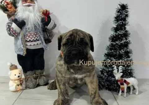 Preca Canario Kanarska doga štenci - 1/11
