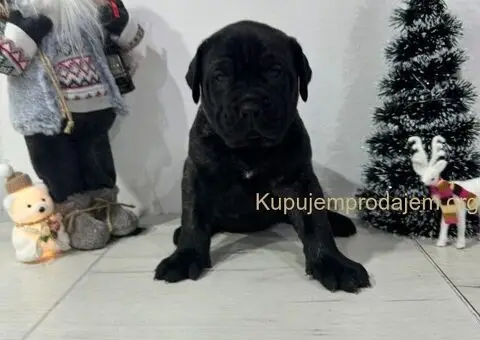 Preca Canario Kanarska doga štenci - 2/11